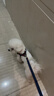 宠小曼狗链狗绳小中型犬宠物牵狗绳带拴遛兔猫咪泰迪链子牛仔牵引绳M码 实拍图