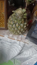 金钻凤梨手撕小凤梨新鲜热带水果生鲜水果金钻非菠萝源头直发 【1个】单果400-650g 实拍图