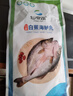 仙泉湖三去白蕉海鲈鱼1斤/条净膛冷冻刺少肉厚珠海特产500g生鲜年货食材 实拍图