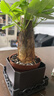 【带盆高度约15-25cm】发财树盆栽室内植物客厅办公室吸甲醛好养 单杆发财树+塑料节节高升盆+小方底座 花盆直径约8cm 实拍图