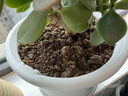 优质田园土泥土黑土盆栽通用种菜专用土种植土壤种树养花土 田园黑土19斤 实拍图