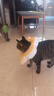 华元宠具（hoopet）猫咪伊丽莎白圈幼猫项圈宠物狗狗圈颈圈脖圈头套犬耻辱圈防舔头罩 实拍图