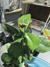 金钱榕树盆景老桩小叶榕苗木造型盆栽人参榕室内绿植提根绿植矮莊 中富贵榕25cm左右高度 实拍图