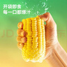 北纬47度水果玉米4斤(约220g*10根) 开袋即食鲜甜玉米棒真空包装 低脂低GI 实拍图