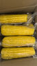 建三江黄金糯玉米3.8斤 240g*8根 黏玉米 东北玉米 早餐零食 实拍图