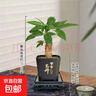 【带盆高度约15-25cm】发财树盆栽室内植物客厅办公室吸甲醛好养 单杆发财树+塑料节节高升盆+小方底座 花盆直径约8cm 实拍图