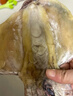 万景 北海大号墨鱼干 净重500g 6-12只 淡干煲汤 海鲜干货 源头直发 实拍图