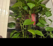 双盟绿萝盆栽除甲醛花卉绿植办公室新房净化空气180加仑4盆装源头直发 实拍图
