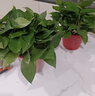 双盟绿萝盆栽除甲醛花卉绿植办公室新房净化空气180加仑4盆装源头直发 实拍图