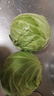 高原夏菜新鲜包菜卷心菜绿甘南菜甘蓝圆白菜时令蔬菜健康营养早餐 3斤带箱农家好菜 实拍图