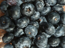 怡颗莓Driscoll's 云南蓝莓14mm+ 4盒装 约125g/盒 新鲜水果 实拍图