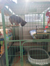 憨憨宠 猫笼 大号方管猫笼子家用带厕所猫屋猫舍猫别墅繁殖笼幼猫成猫笼 90*55*156cm升级无托盘带猫砂垫 实拍图