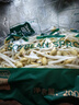 黄豆芽200g 实拍图