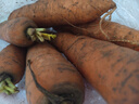 京喜加新鲜现挖现发胡萝卜农家自种蔬菜水果沙地红萝卜 带泥胡萝卜2斤 含箱 实拍图