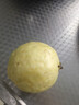 京鲜生广西白心芭乐 净重4.5斤单果150g起 番石榴 新鲜水果源头直发包邮 实拍图