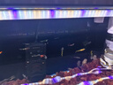 吉印刀锋s鱼缸灯led灯防水全光谱鱼缸照明灯水草灯小型超白鱼灯56cm 实拍图
