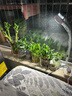 懒人水培绿植九里香绿萝文竹室内易养净化空气花卉盆栽植物花卉 鸭脚木1颗【不含盆】土培水培皆可10-15cm 实拍图