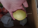 京鲜生 新疆库尔勒香梨 净重10斤 特级 单果120g以上 生鲜水果 实拍图