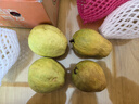 京觅福建红心芭乐 番石榴 应季 低糖孕妇水果 单果150g 净重3斤装 实拍图