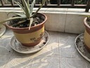 花盆陶瓷花盆特大花盆批发兰花盆紫砂花盆大口径养花透气落地盆 陶瓷花盆口径28+28cm 2个盆 实拍图