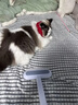 宠物粘毛猫毛清理器静电除毛吸毛双向刷毛器狗梳子粘毛神器刮毛刷 【强劲除毛】三合一多功能款 实拍图