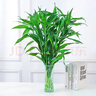 【富贵竹】水培节节高室内绿植客厅招财植物鲜花卉好养常绿七夕 绿色水培富贵竹60cm5枝 实拍图