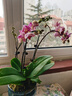 劉閣蘭花兰花盆栽客厅阳台花卉双色蝴蝶兰带花剑配山水如画陶瓷盆源头直发 实拍图