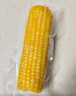 十月稻田 黄甜糯玉米 8根 3.52斤 真空包装 东北粘玉米棒 低脂早餐 实拍图
