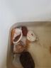 宠以沫（CHONG YIMO）鱼活体金鱼活体鱼淡水冷水鱼观赏鱼龙鱼六角恐龙鱼 黄金龙 实拍图