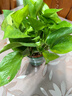 双盟绿萝盆栽除甲醛花卉绿植办公室新房净化空气 120款10盆源头直发 实拍图