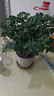 幸福树平安树绿植花卉小盆栽室内客厅办公室四季常青植物净化空气 5A幸福平安树2盆多颗原盆+肥料 实拍图