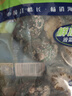 江船长 冷冻鲍鱼 净重160g(10-15粒)袋装 火锅食材 海鲜生鲜年货送礼 实拍图