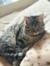 GO！SOLUTIONS原装进口 无谷九种肉全猫粮3磅 /1.36kg高蛋白成猫幼猫通用粮 实拍图