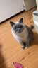 优基（YJ）乌骨鸡猫粮成猫幼猫通用全价无谷鲜肉三文鱼猫粮食补营养1.5/10kg 1.5kg乌骨鸡全年龄全价猫粮 实拍图