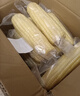 京鲜生东北白糯玉米250g*10棒 新鲜甜糯玉米棒真空包装粘玉米 源头直发 实拍图