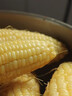 顾果鲜广西白糯牛奶玉米9斤新鲜现摘黏粘棒子带皮生苞米甜嫩农家自种 5斤 实拍图
