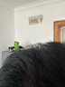 施华蔻（Schwarzkopf）怡然滋养染发霜2.0莹亮纯黑 染发剂染发膏植物人参 多次盖白补染 实拍图