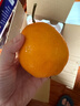 京觅四川春见耙耙柑粑粑柑新鲜水果净重4.5斤单果250g+源头直发包邮 实拍图