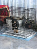 腆宠狗笼猫笼 狗笼子中小型犬带厕所幼犬狗窝猫笼子大号家用围栏兔笼 实拍图