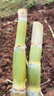 广西黄金甘蔗种苗带芽青皮甘蔗苗皮薄多汁脆清甜适合南北方易种植 黄金苗尾部10根 晒单实拍图