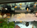森森鱼缸水族箱加热棒自动恒温防爆乌龟缸加温棒小型鱼缸加热器100W 实拍图