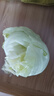 绿食者 新鲜球生菜500g 汉堡用西生菜西餐三明治沙拉蔬菜健康轻食食材 实拍图