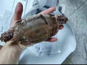 梭子蟹鲜活特大野生舟山大螃蟹海鲜新鲜冷冻海蟹水产飞蟹白蟹顺丰 5-7两/只 【净重4斤大号梭子蟹】 实拍图