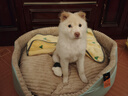 华元宠具（hoopet）狗窝四季通用狗狗床中大型犬睡觉可拆洗宠物睡垫子秋冬季保暖猫窝 实拍图
