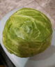 高原夏菜新鲜包菜卷心菜绿甘南菜甘蓝圆白菜时令蔬菜健康营养早餐 1.5斤-2斤高端标准菜 实拍图