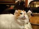 凯锐思银爪P28高蛋白全价猫粮亲和肠胃鲜肉冻干双拼成猫粮 【3.0升级28天护肠胃】鲜肉无谷12斤|进阶 实拍图