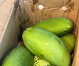 京鲜生杨枝甘露大青芒 巨无霸果4.5斤装 单果500g起 生鲜水果源头直发 实拍图