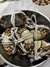 【活蟹】漁家师傅大闸蟹全母3.5-3.8两8只 去绳足重鲜活螃蟹现货生鲜年货礼盒 源头直发 实拍图
