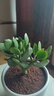 迩英阁大叶玉树老桩盆栽多肉植物燕子掌室内防辐射四季好养绿植净 玉树3年苗一棵（好养） 原土（不含盆）15-25CM不等 实拍图