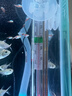 森森（SUNSUN）鱼缸加热棒自动恒温水族箱防爆加热器鱼缸水族用品 三代豪华款200W带保护套(中小型鱼缸) 实拍图